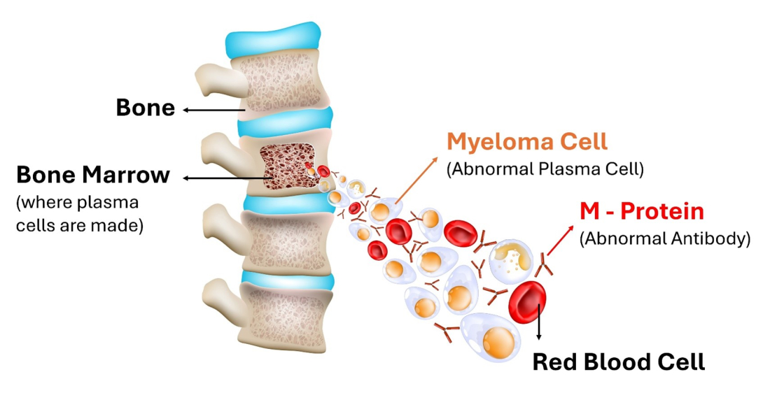 image of a bone and the inside layers of a bone